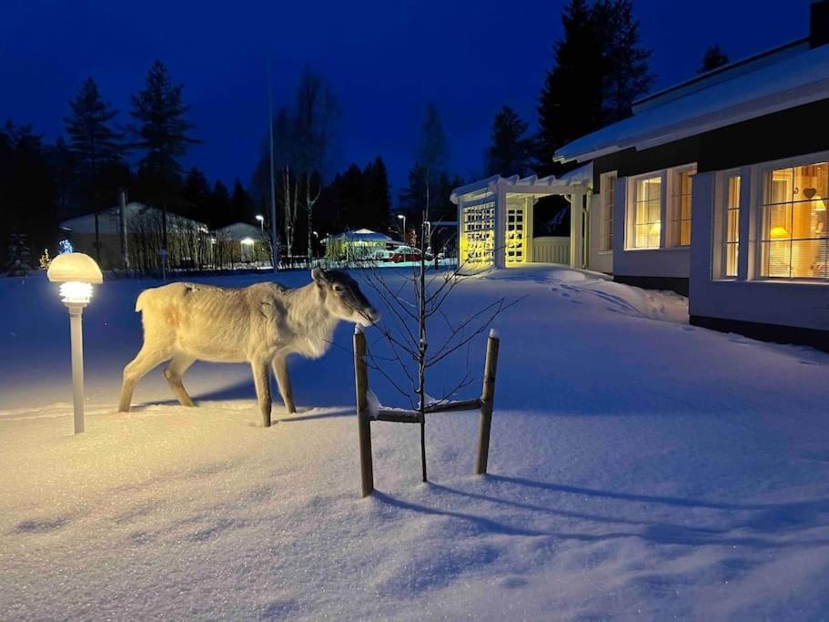 Kielo In Center Near All The Main Spots Rovaniemi Exteriér fotografie